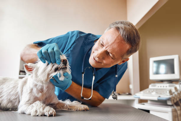 Best Emergency Dental Services for Seniors in Hurt, VA